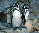 Фото пингвины