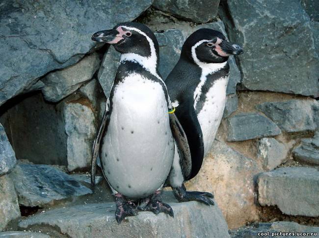 Фото пингвины
