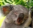 Животное коала на фото
