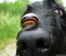 Смешная собака с улиткой на носу