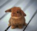 Маленький кролик на фото