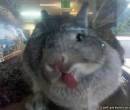 Кролик показывает язык
