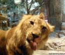 Лев показывает язык