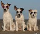 Смешные собаки в очках