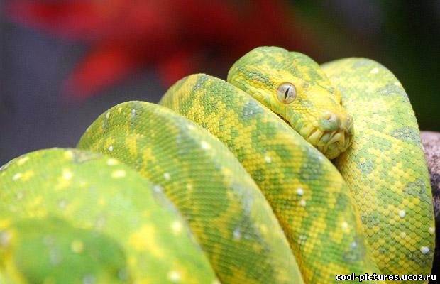 Змея зеленого цвета
