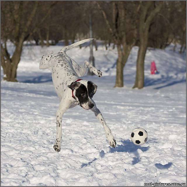 Собака и футбол