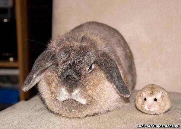 Кролик и мышка на фото