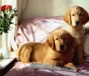 Домашние собаки на кровати