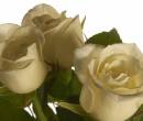 Фото белые розы