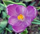 Красивый цветок с фиолетовыми лепестками