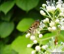 Пчела на веточке цветов