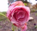 Чайная розовая роза на фото