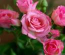 Красивая розовая роза