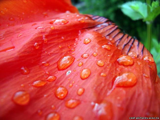 Капельки воды на листиках цветка