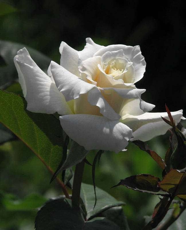 Красивая белая роза