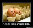 Счастливые яйца
