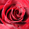 Обалденная роза для аватарки
