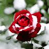 Роза ава снег