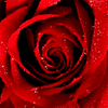 Блестящая красная роза для авы