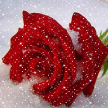 Картинка роза на снегу