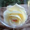 Анимация белая роза