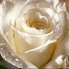 Картинка белая роза на аву