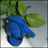 Анимация синяя роза 100x100