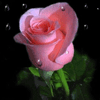 Красивая анимированная роза на аву