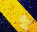 Желтый лист, дорога, осень