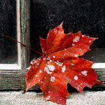 Красный лист, снег, ава, холод
