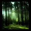 Картинка тёмный лес
