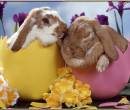 Кролики из яиц