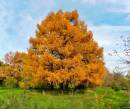Самые красивые осенние деревья