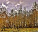 Осенний березовый лес