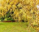 Желтые деревья