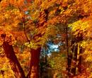 Осенние краски, золотые деревья