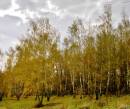 Фото березовый лес осенью