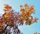 Деревья, природа про осень