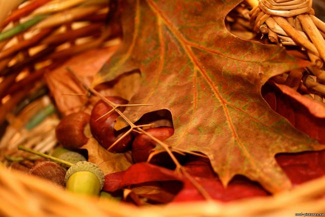 Листья, осень, каштаны, желуди