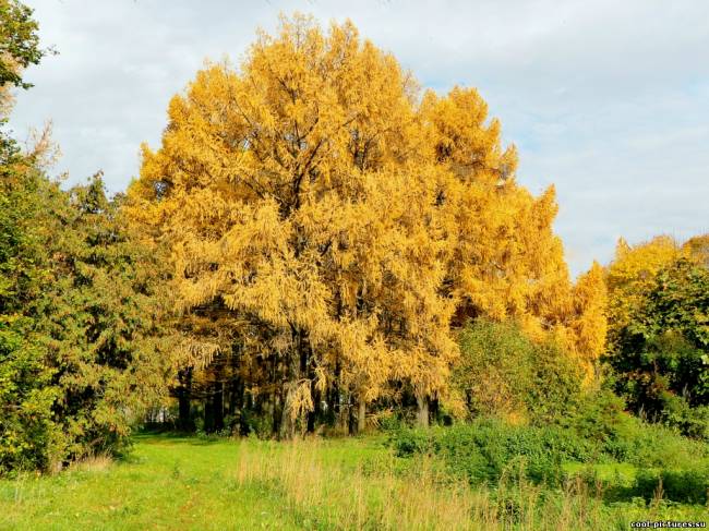 Фото осенние деревья