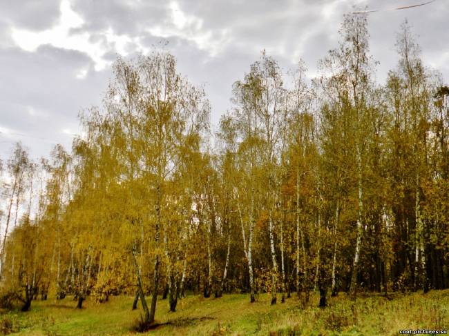 Фото березовый лес осенью