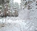 Снег, деревья, лес