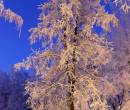 Фото зимнее дерево