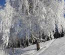 Фото дерево в снегу