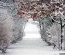 Снег, деревья, фото