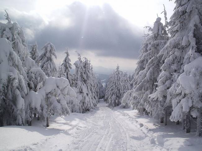 Зимняя дорога через лес