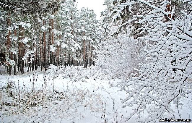 Снег, деревья, лес