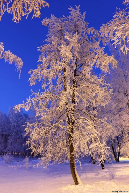 Фото зимнее дерево