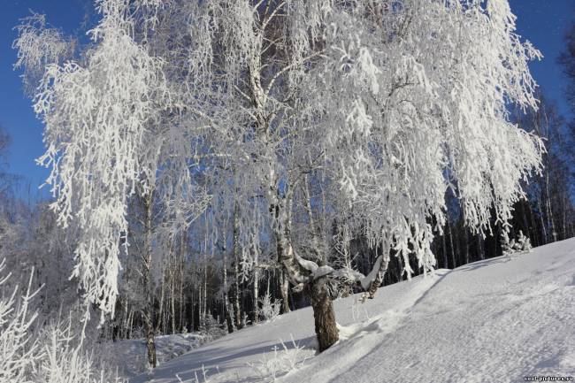 Фото дерево в снегу