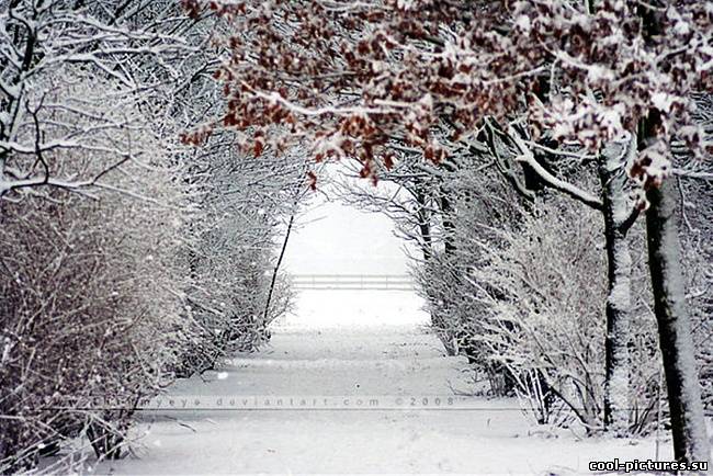 Снег, деревья, фото